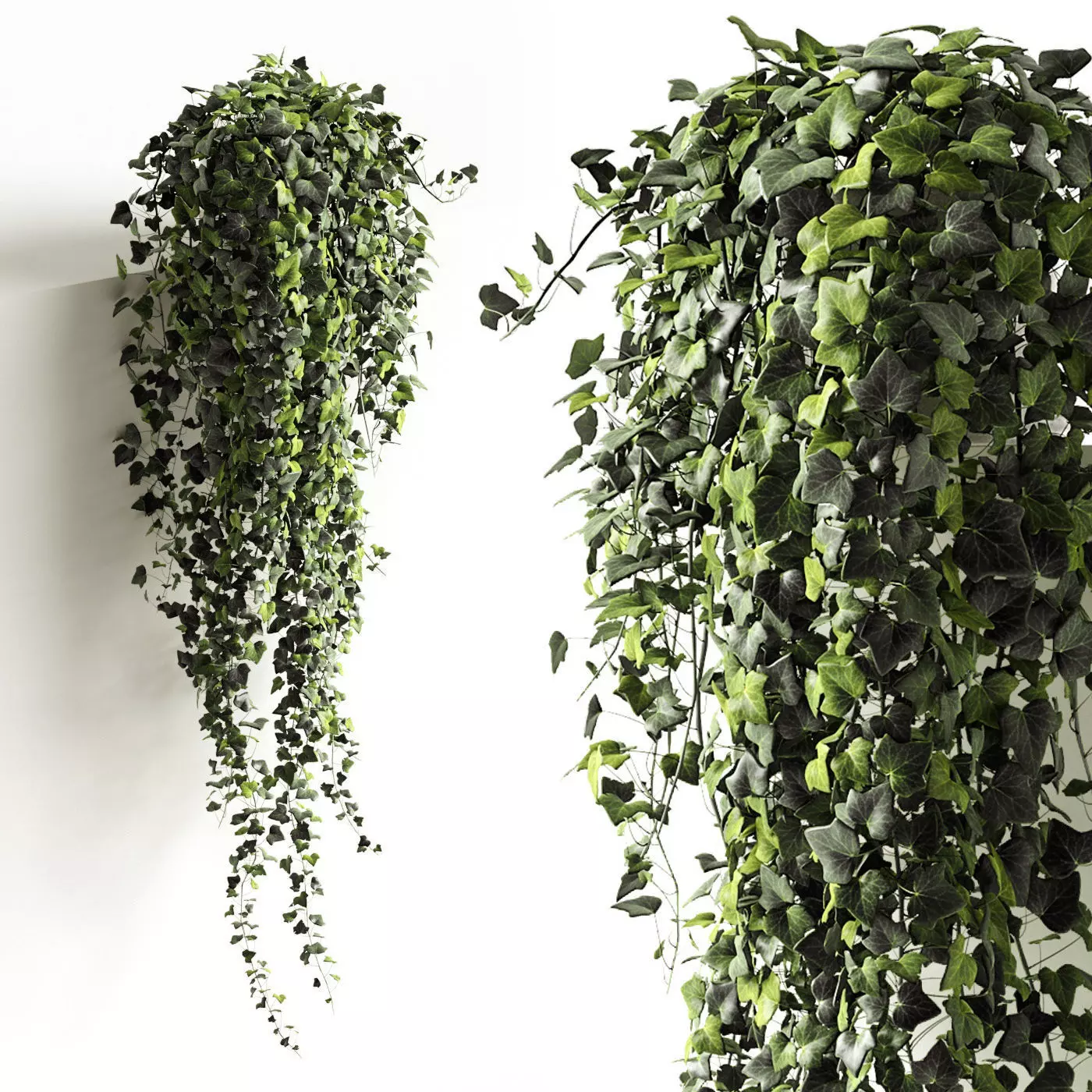 Hedera helix wonder long 3D model_0