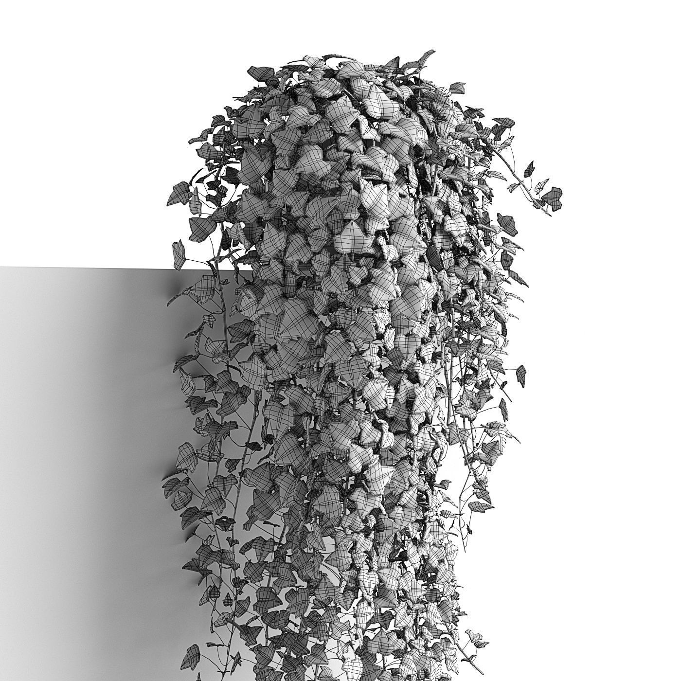 Hedera helix wonder long 3D model_6