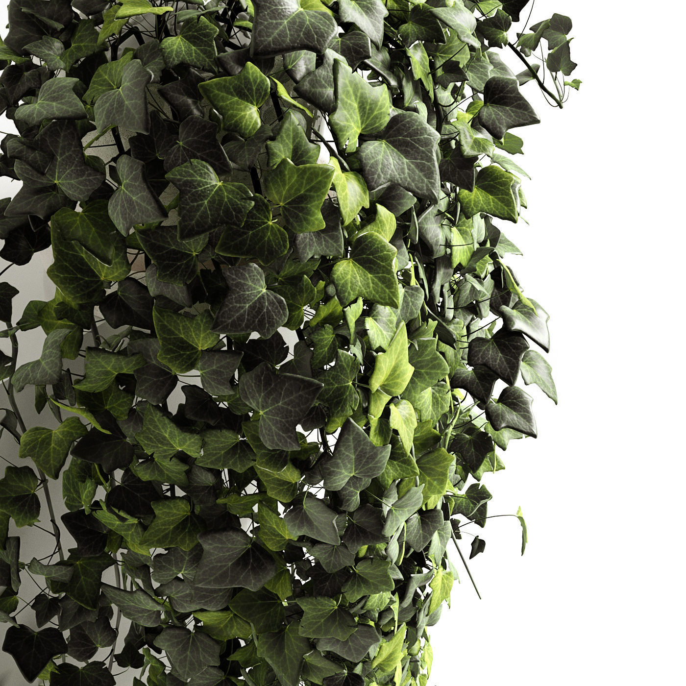Hedera helix wonder long 3D model_3