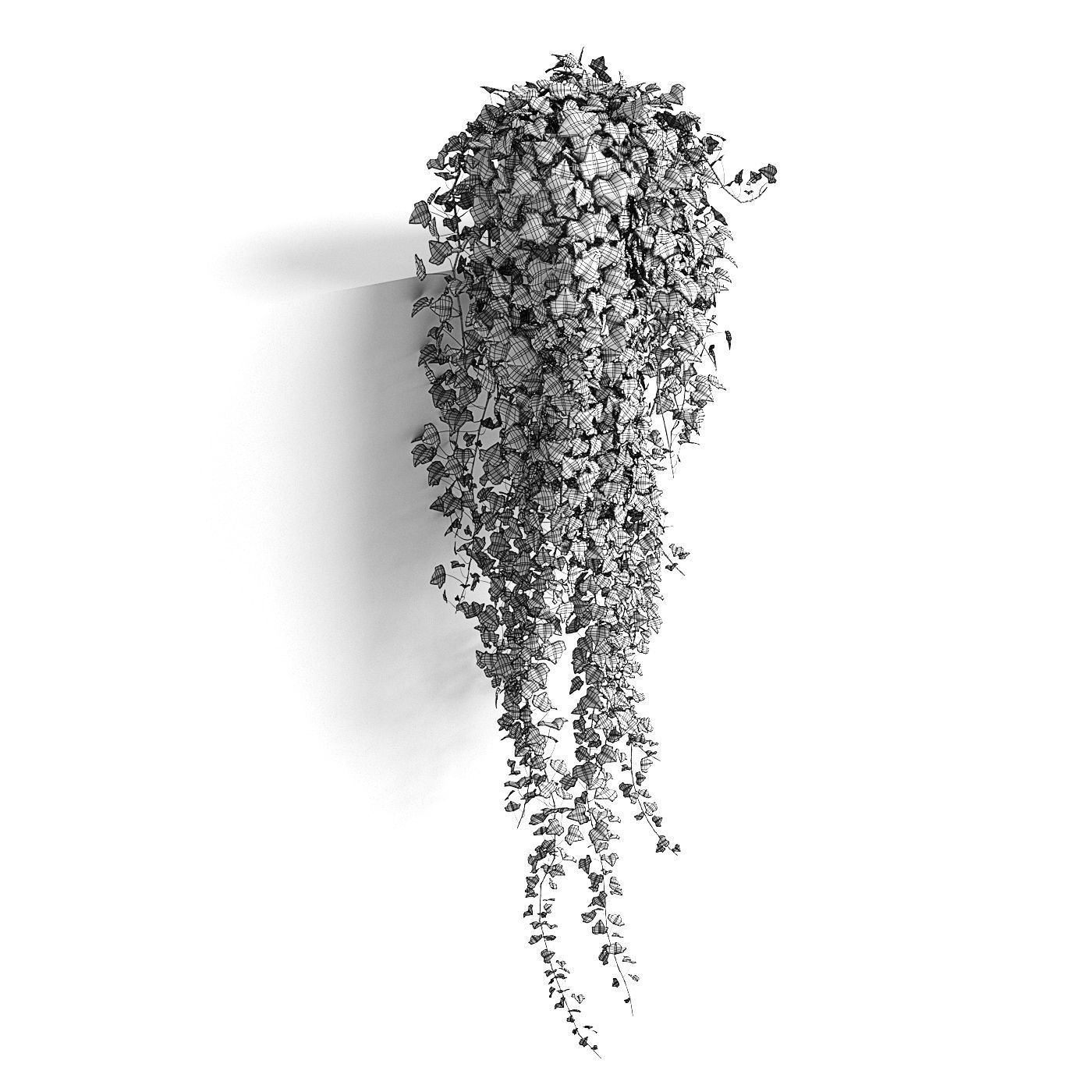 Hedera helix wonder long 3D model_5