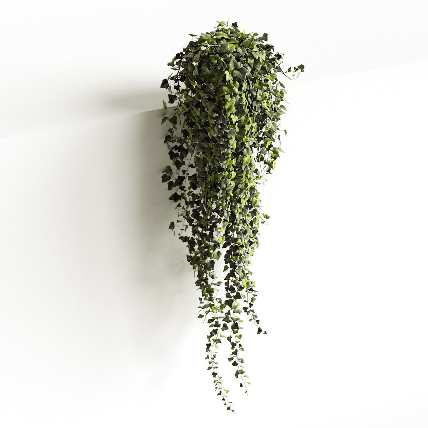 Hedera helix wonder long 3D model_1