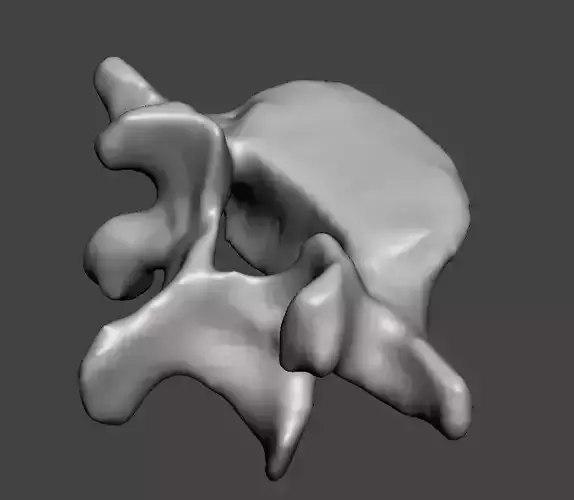 human vertebra L5 3D print model