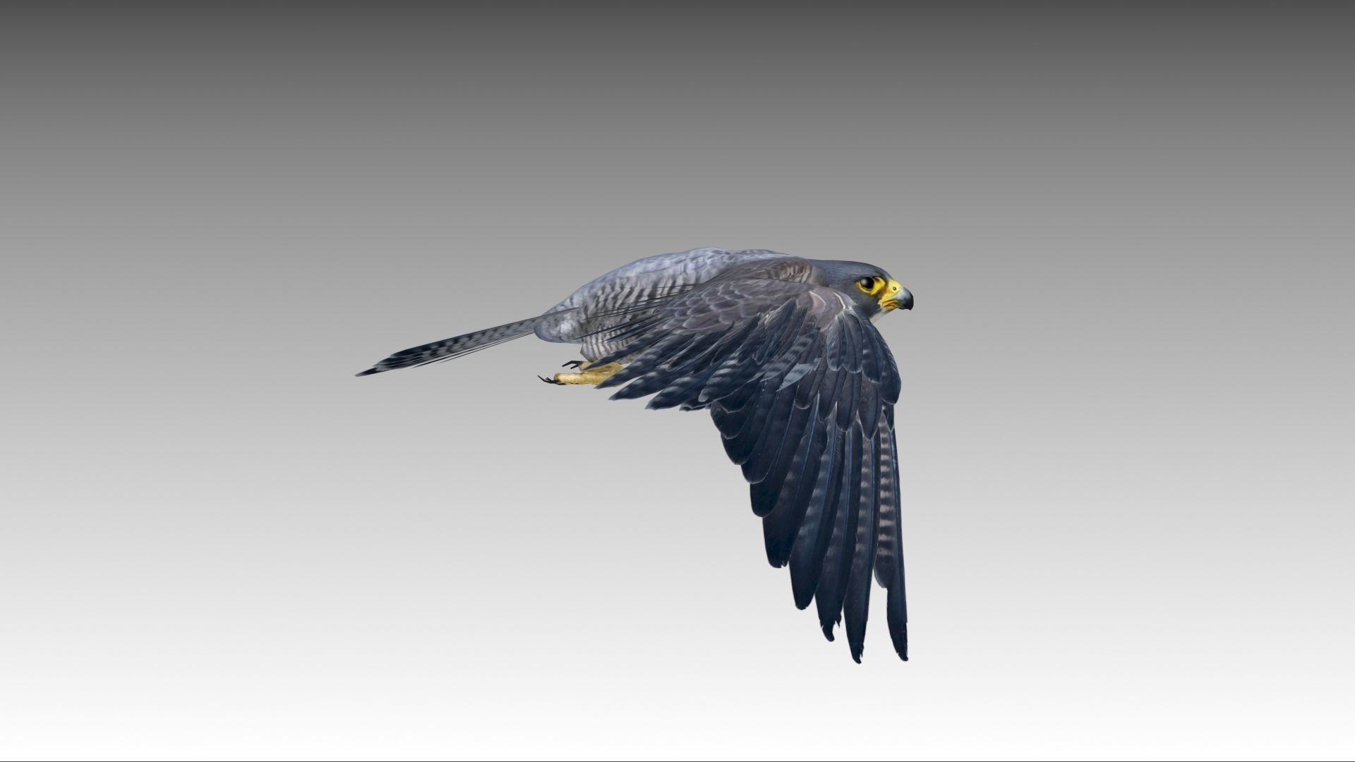 Falcon in flight Low-poly 3D model_5