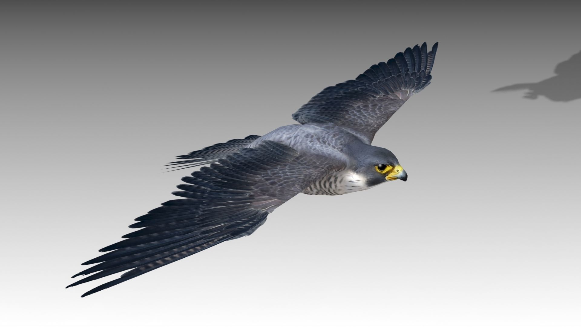 Falcon in flight Low-poly 3D model_7