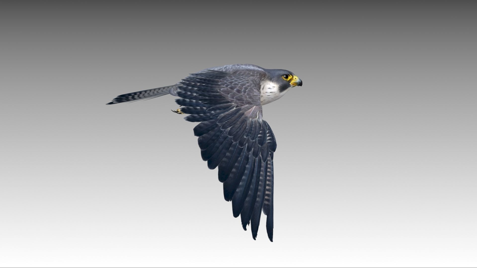 Falcon in flight Low-poly 3D model_4