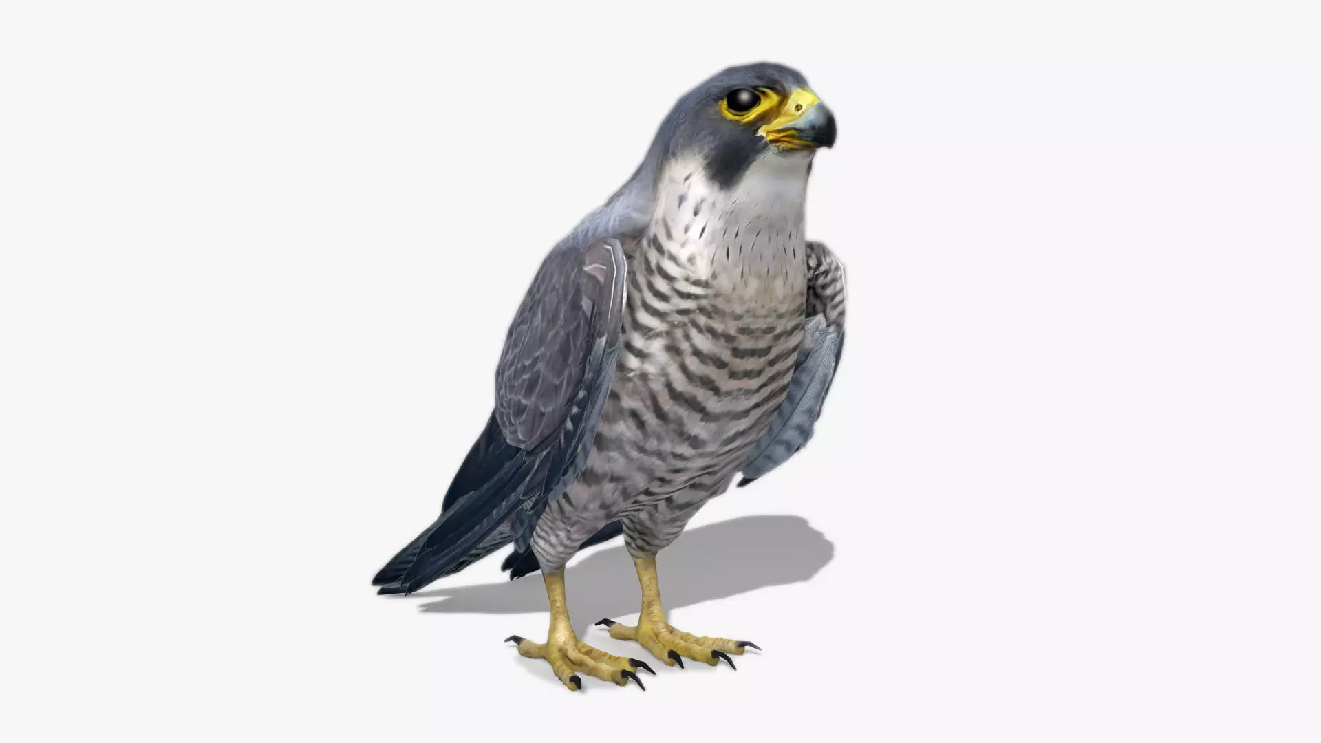 Falcon in flight Low-poly 3D model_0