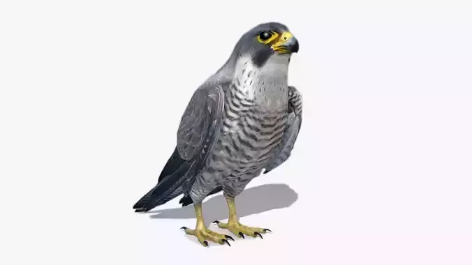 Falcon in flight Low-poly 3D model