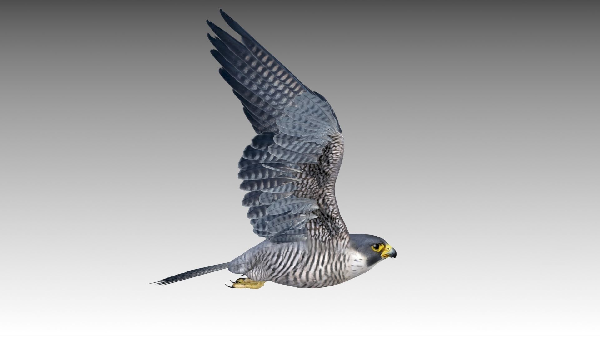 Falcon in flight Low-poly 3D model_6