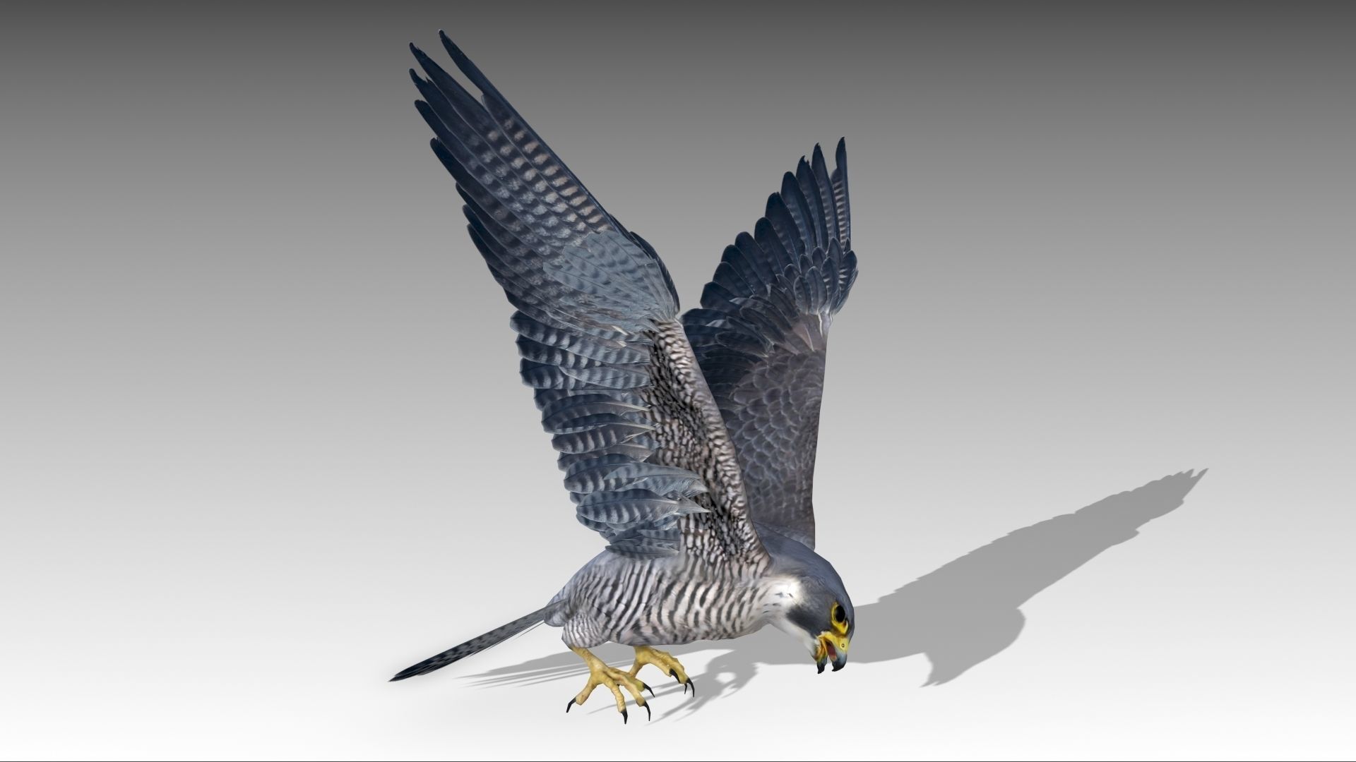 Falcon in flight Low-poly 3D model_3