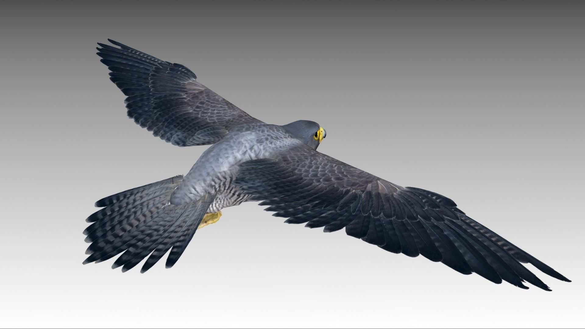 Falcon in flight Low-poly 3D model_8