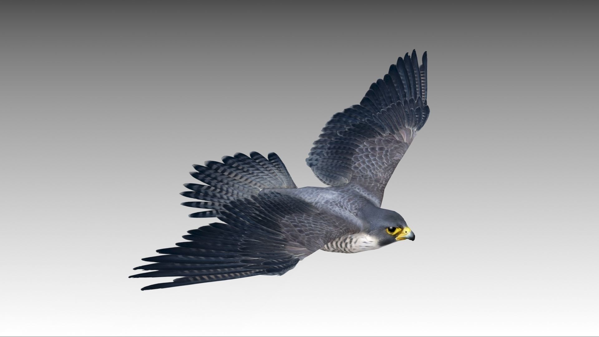 Falcon in flight Low-poly 3D model_2