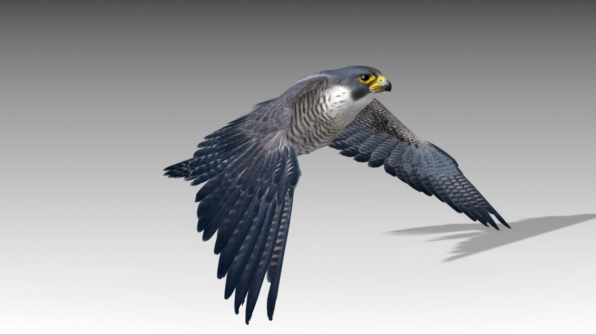 Falcon in flight Low-poly 3D model_10