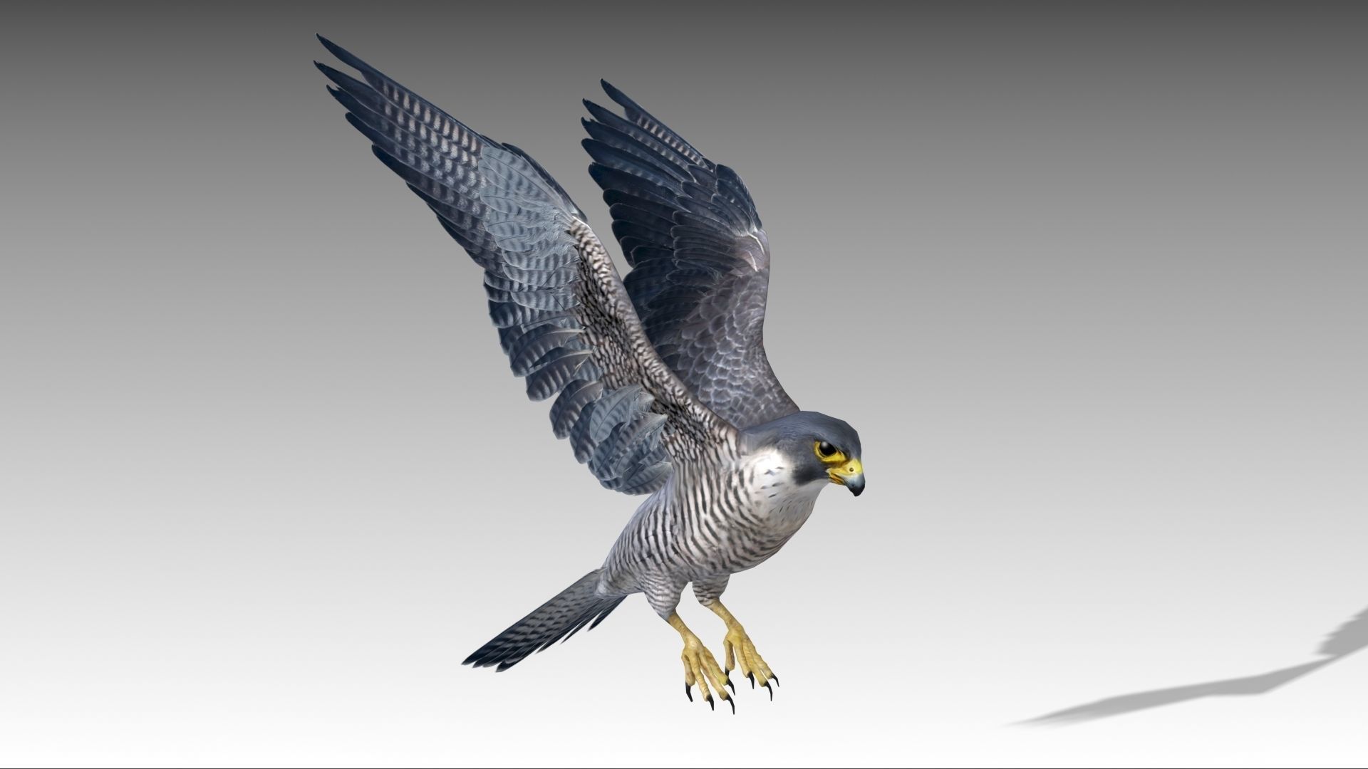 Falcon in flight Low-poly 3D model_9