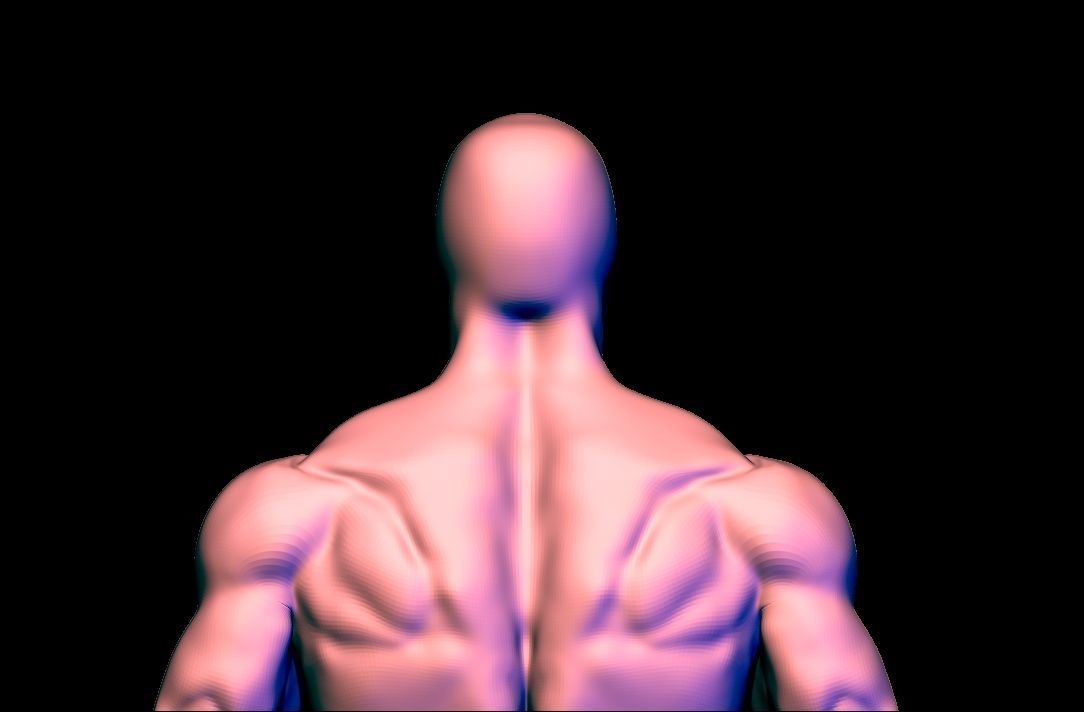 anatomy scultping  Free low-poly 3D model_13
