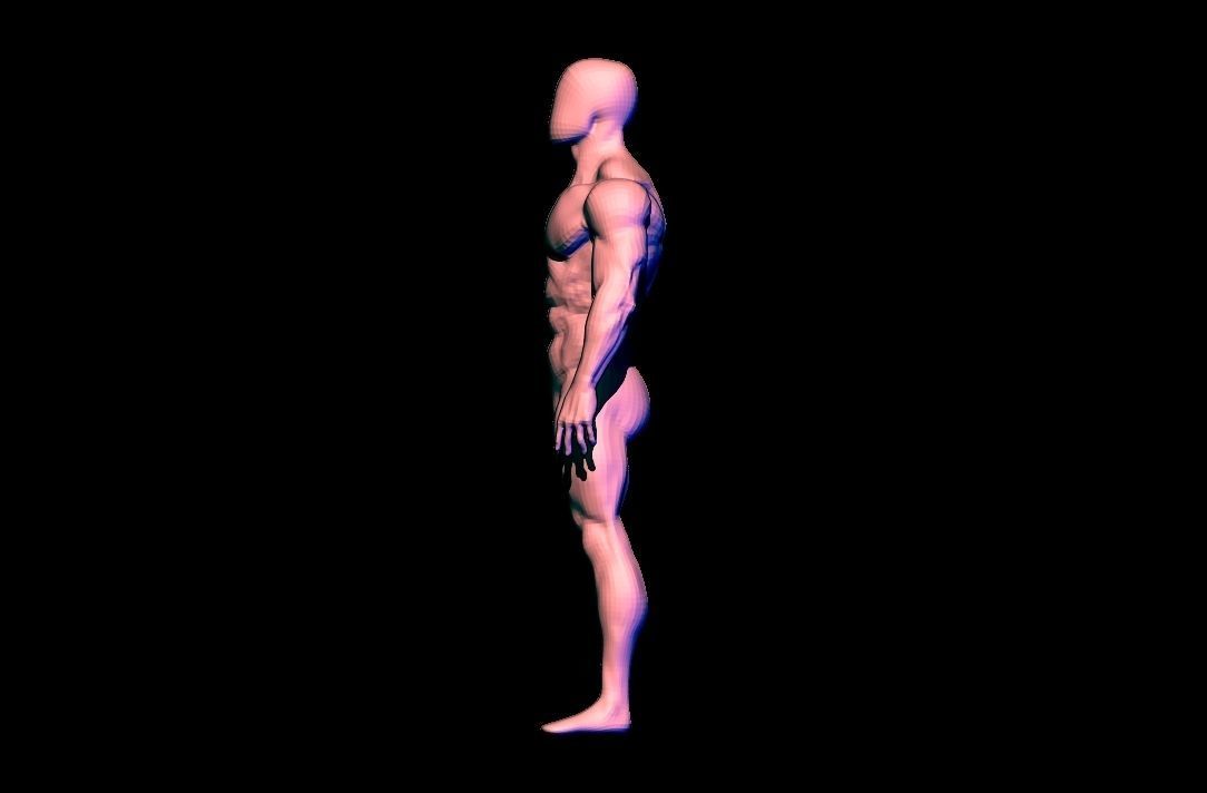 anatomy scultping  Free low-poly 3D model_7