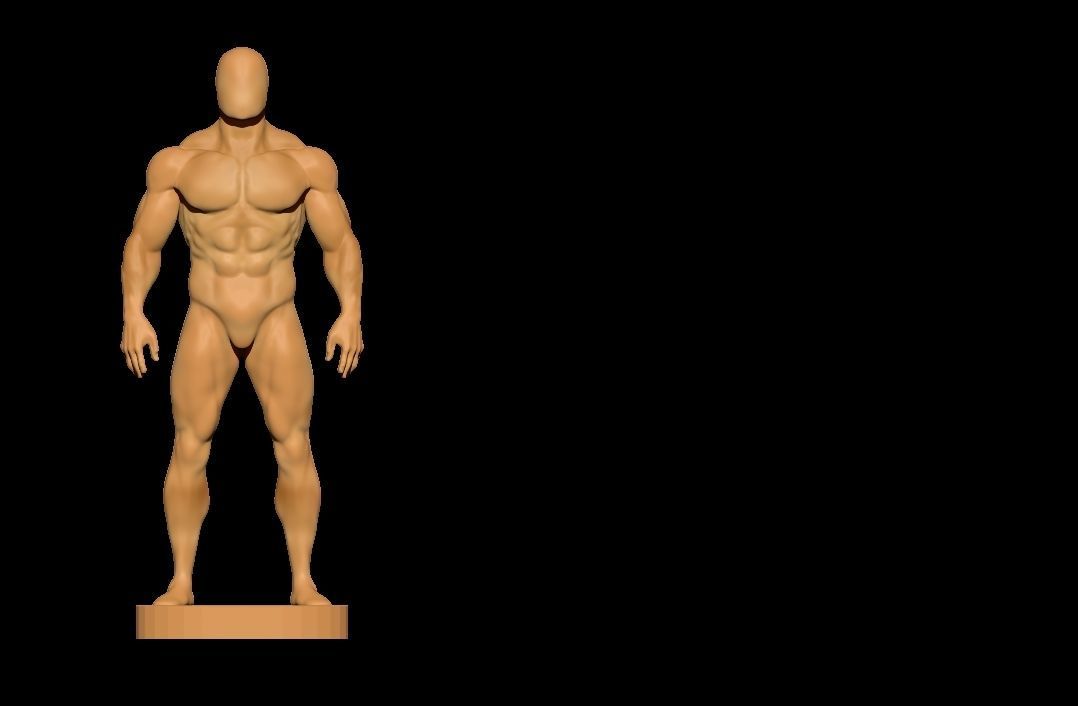 anatomy scultping  Free low-poly 3D model_5