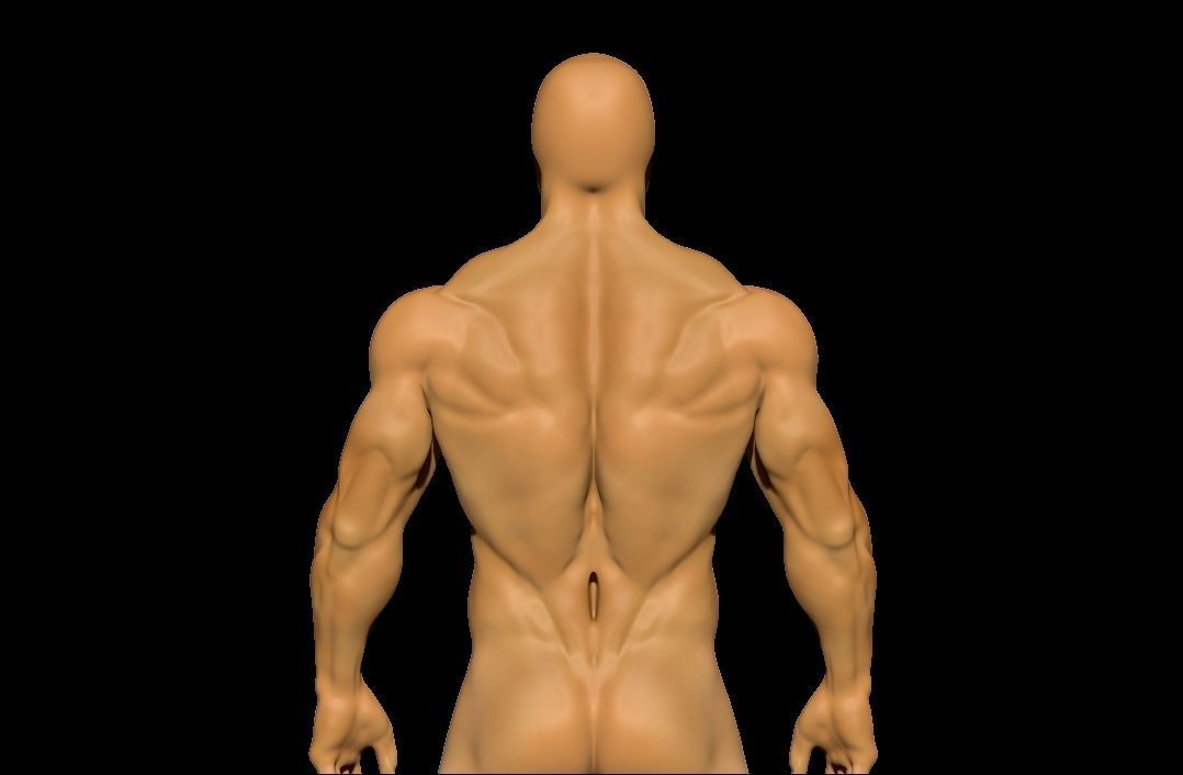 anatomy scultping  Free low-poly 3D model_2