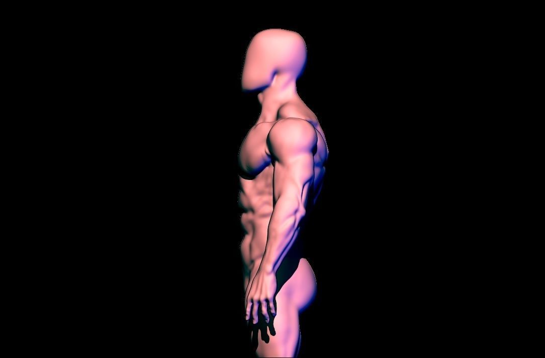 anatomy scultping  Free low-poly 3D model_8