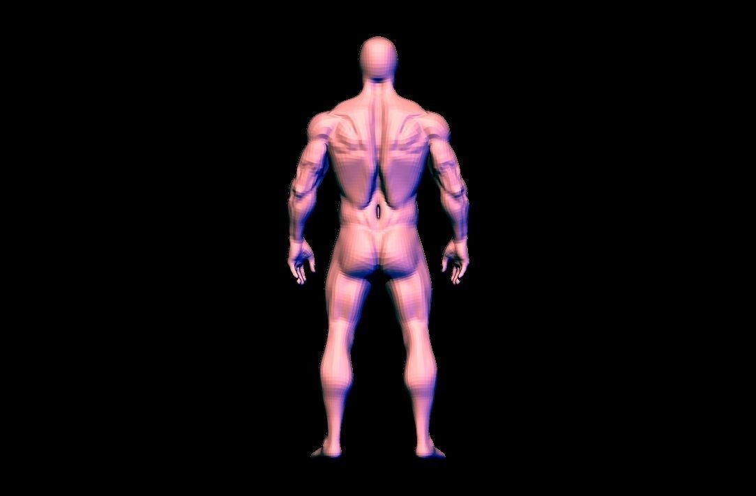 anatomy scultping  Free low-poly 3D model_12