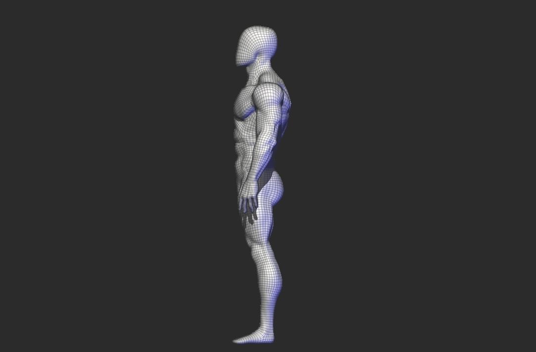 anatomy scultping  Free low-poly 3D model_17
