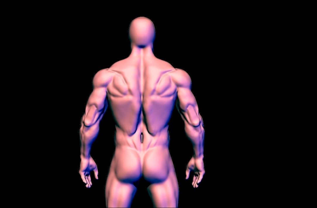 anatomy scultping  Free low-poly 3D model_9