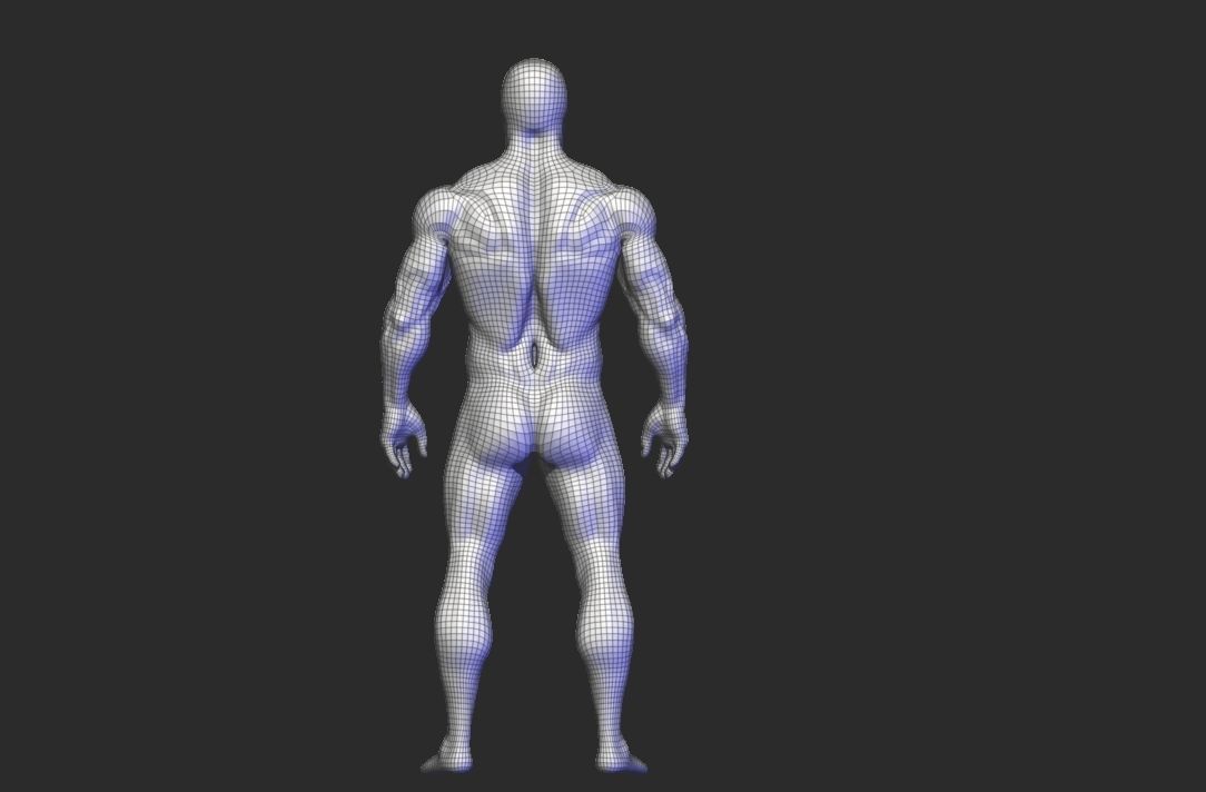 anatomy scultping  Free low-poly 3D model_16