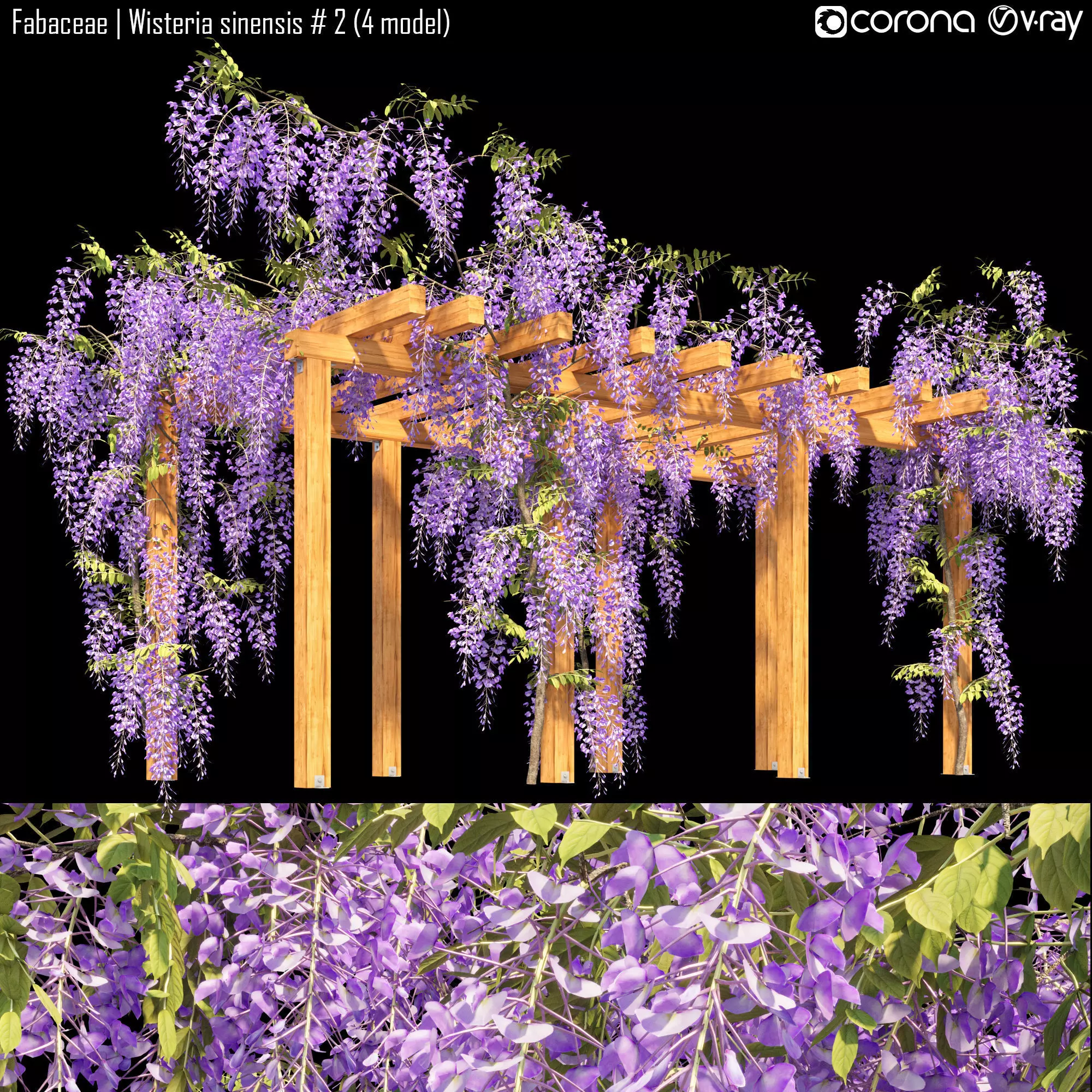 Fabaceae - Wisteria sinensis 2 3D model