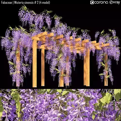 Fabaceae - Wisteria sinensis 2 3D model