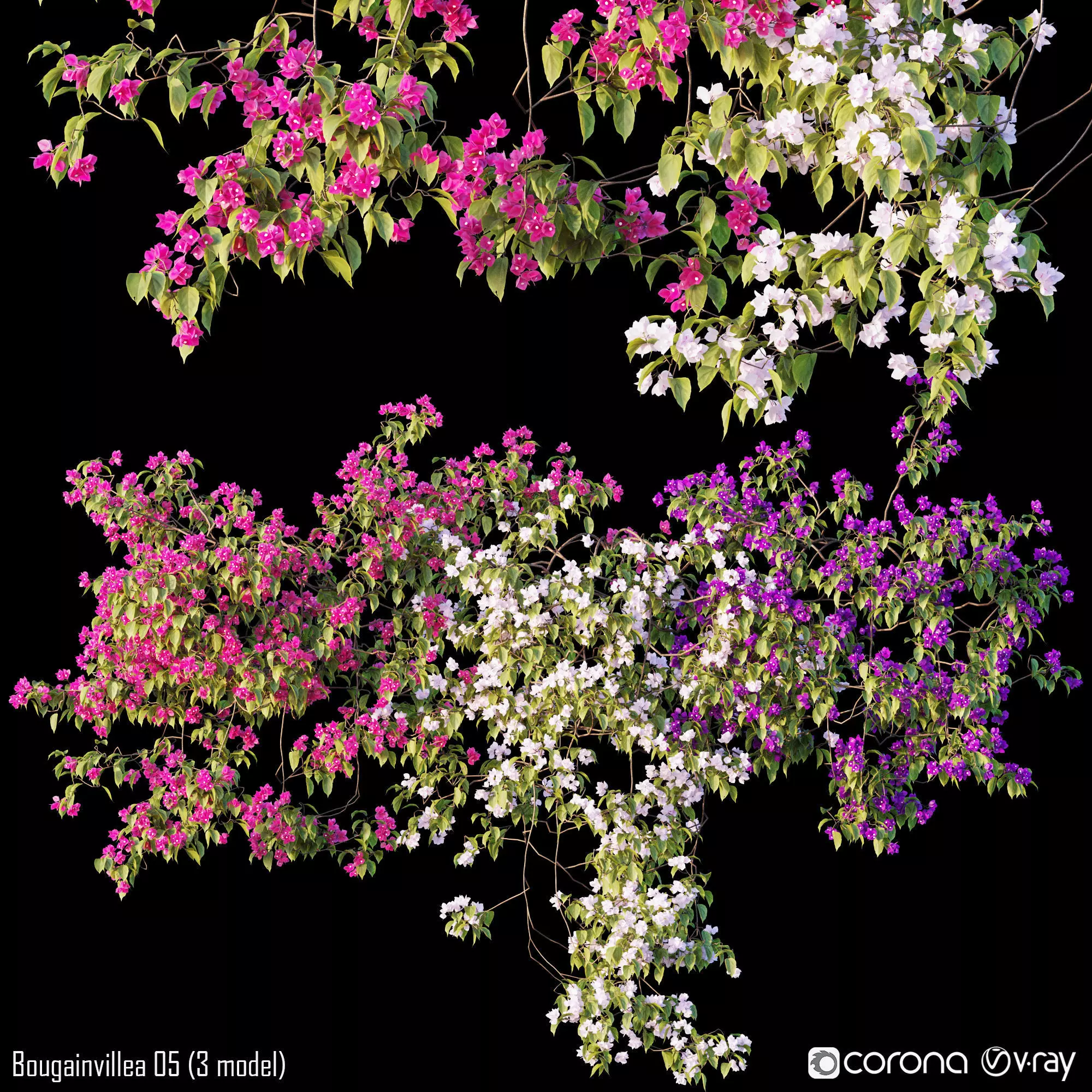 Bougainvillea 05 - 3 model 3D model_0
