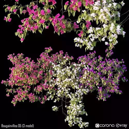 Bougainvillea 05 - 3 model