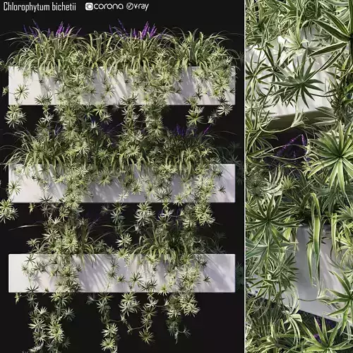 Chlorophytum bichetii