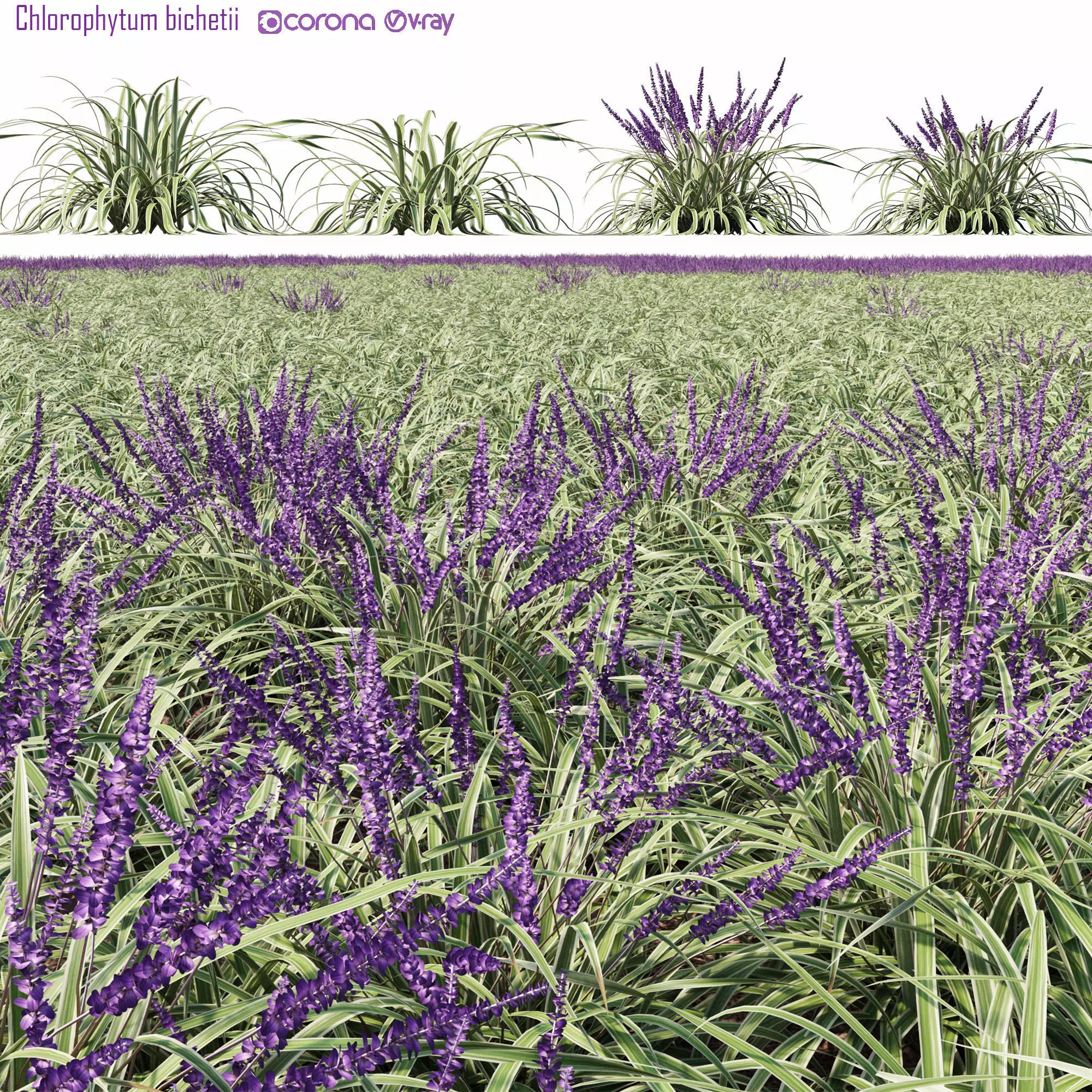 Chlorophytum bichetii 2 3D model