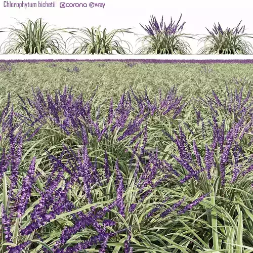 Chlorophytum bichetii 2