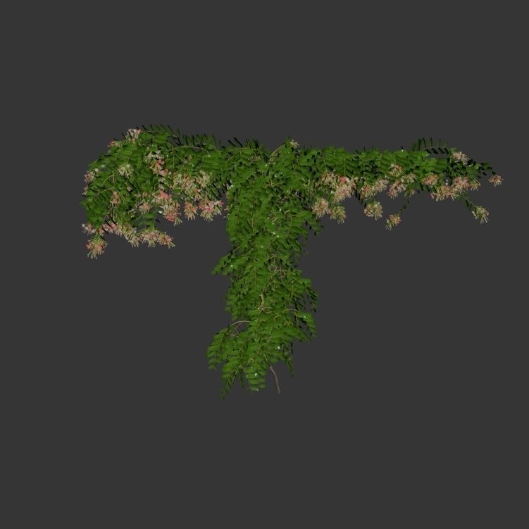 Combretum indicum 02 3D model_2