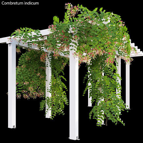 Combretum indicum 02 3D model