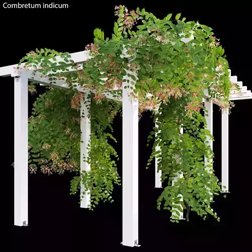 Combretum indicum 02 3D model
