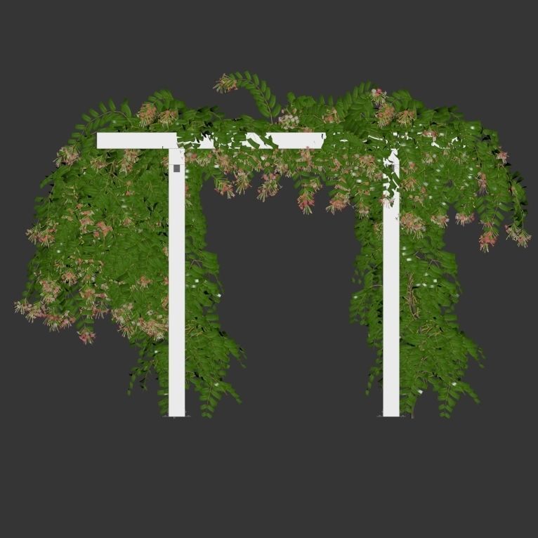 Combretum indicum 02 3D model_1