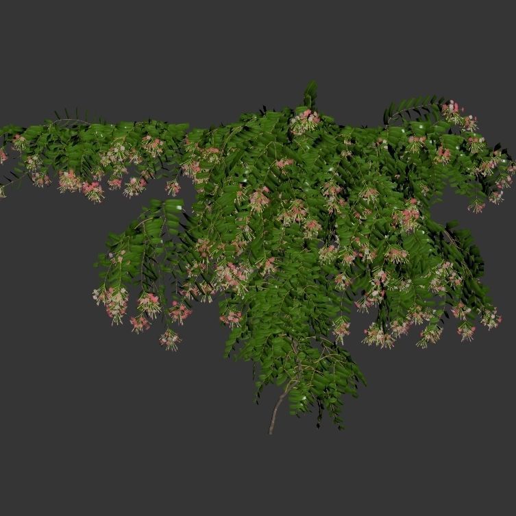 Combretum indicum 02 3D model_3