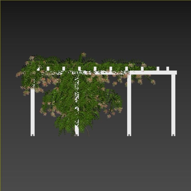 Combretum indicum 02 3D model_4