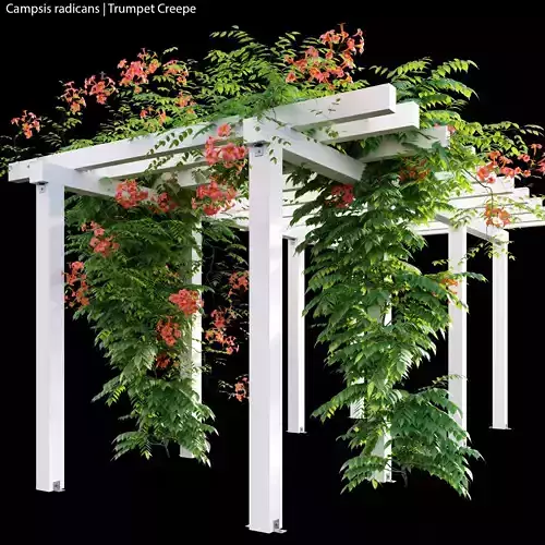 Campsis radicans 3D model
