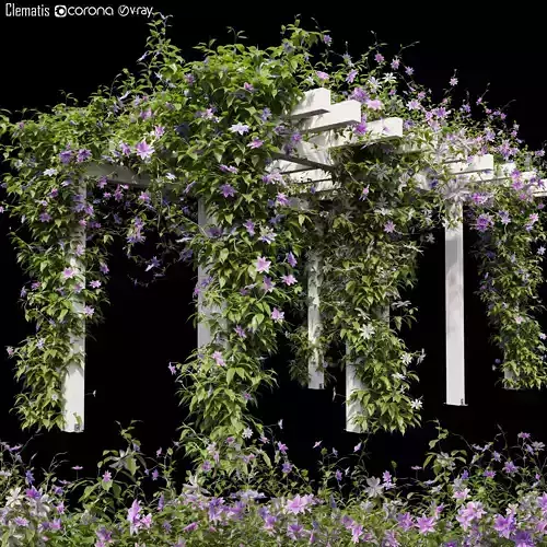 Clematis 03 3D model