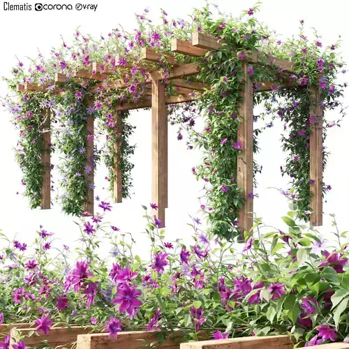 Clematis 04 3D model