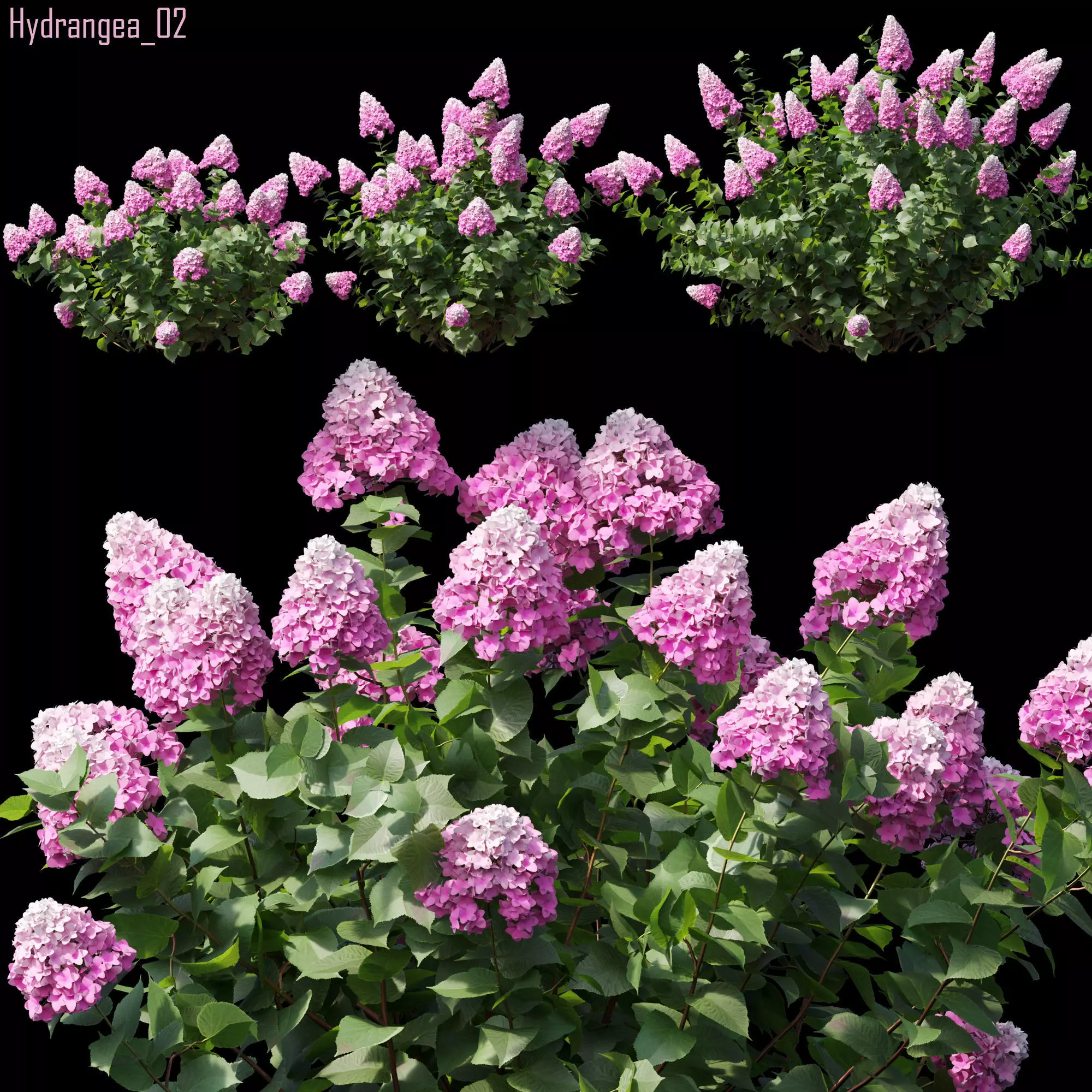 Hydrangea 02 3D model_0