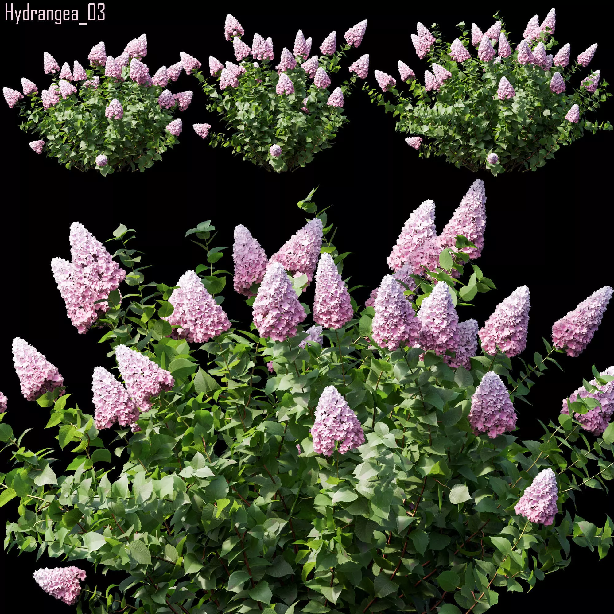 Hydrangea 03 3D model_0