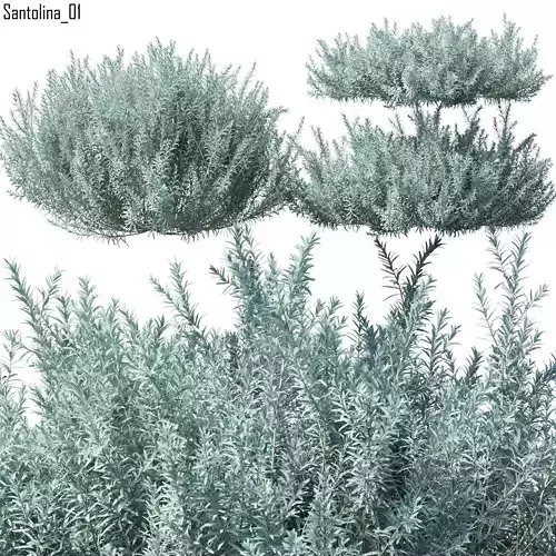 Santolina 01 3D model