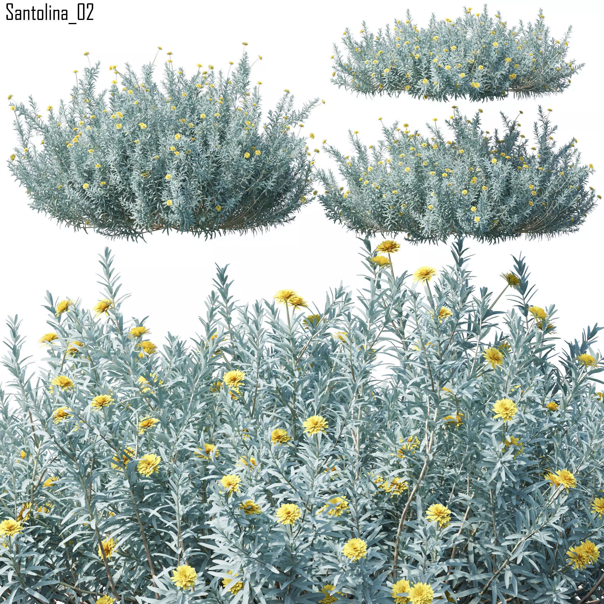 Santolina 02 3D model_0