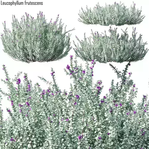 Heavenly cloud sage - Leucophyllum frutescens