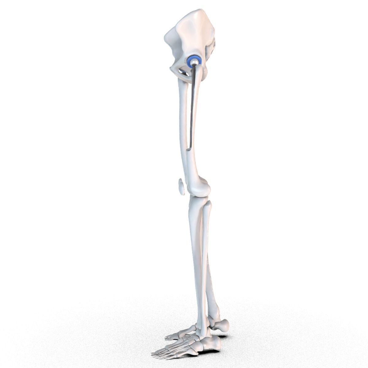 Hip replacement implant installed in the pelvis bone 3D model_15