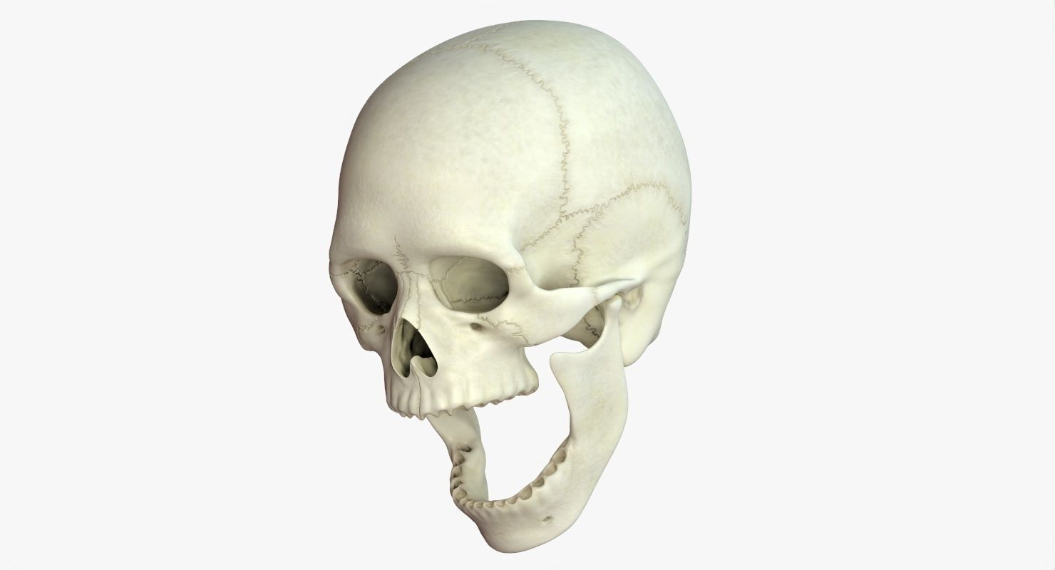 Skull 3d - Human Skull Low-poly 3D model_51