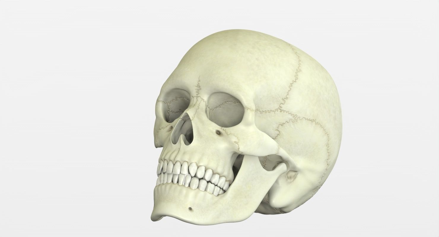 Skull 3d - Human Skull Low-poly 3D model_40